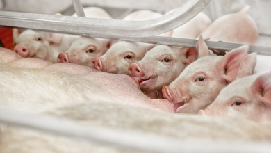 Large White Sow and Libra Piglets (2).PNG
