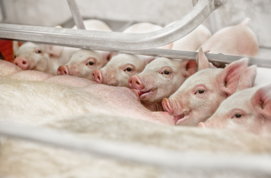 Large White Sow and Libra Piglets (2).PNG
