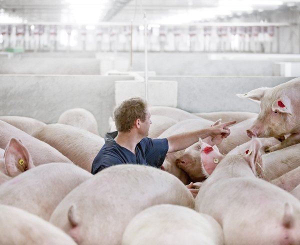 Swine selection