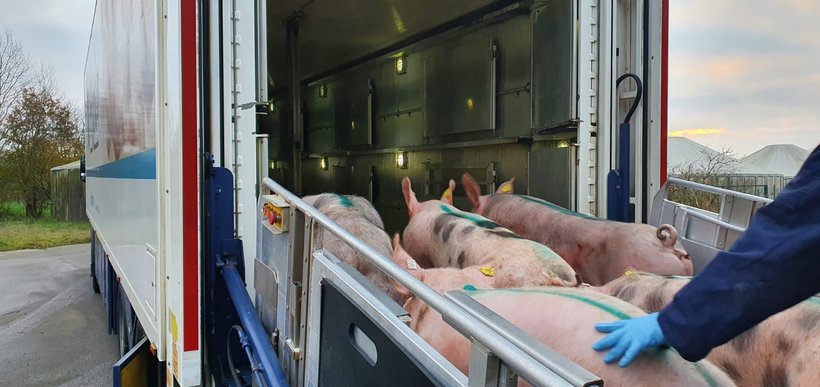 Hendrix Genetics y BHZP prorrogan su pacto en el sector porcino