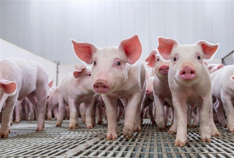 PRESS RELEASE: Hendrix Genetics Swine Launches Nexus 100 at SPACE 2025: A New Benchmark in Predictability, Health, and Performance