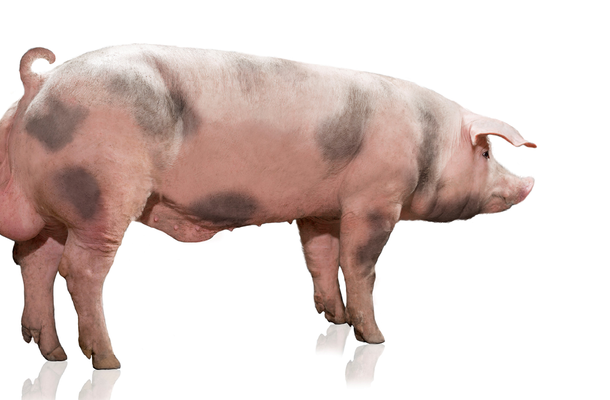 Maxter 390 x 400 PNG.png