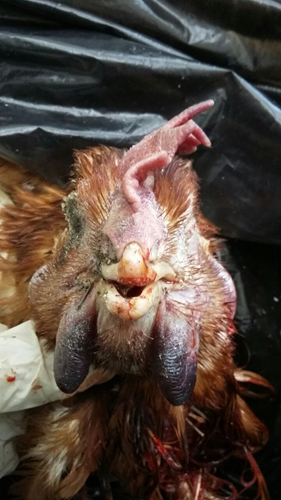 Avian influenza affected hen
