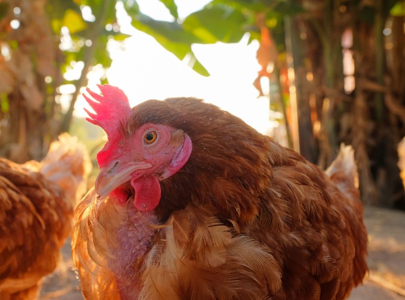 The control of Mycoplasma in laying hens