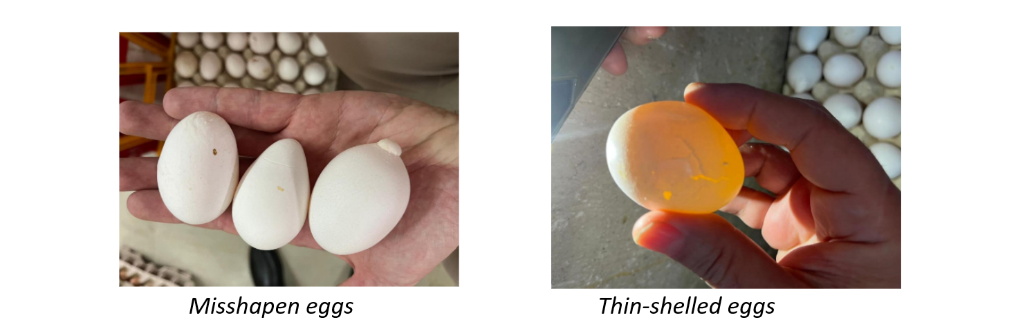 ND egg illustration
