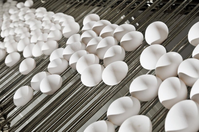 Lighting program as a tool to manage sexual maturity and adjust egg size to market requirements