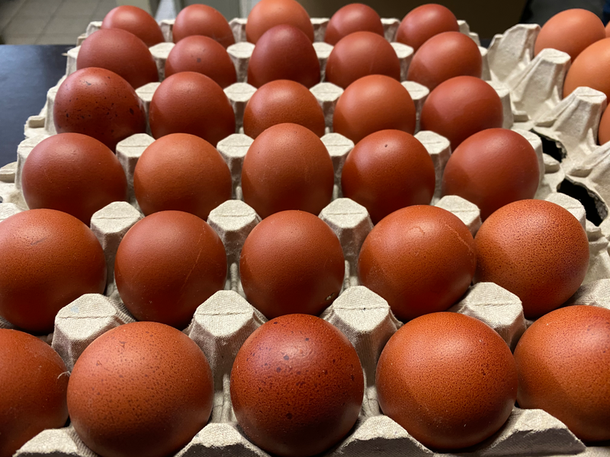 Noirans brown eggs.png