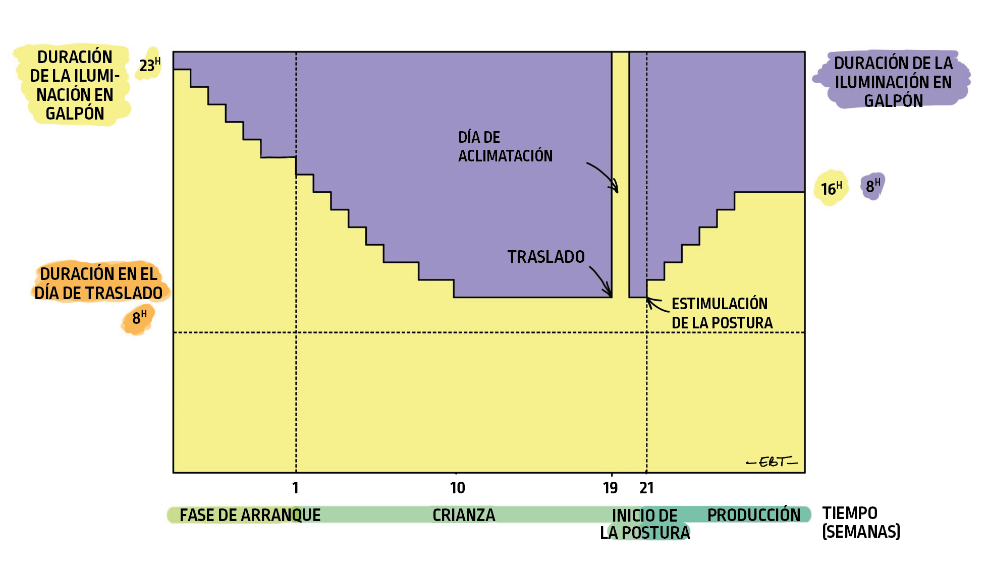 P66_PROGRAMA_LIGERO_8H