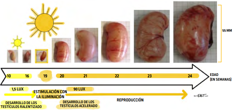 P69_fig119_es