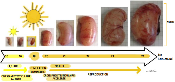 P69_fig119_fr