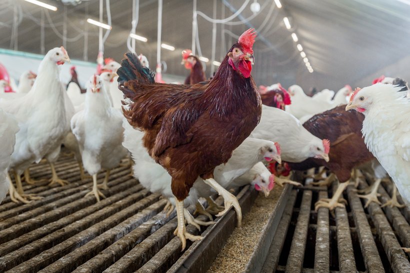 Focus Points to support hatchability in Laying Hen Breeders