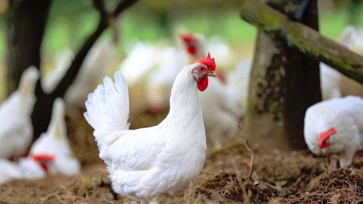 Perfect Dekalb-White copy 3