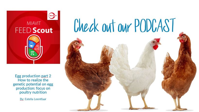 Check out the MIAVIT Podcast: How to realize the genetic potential of egg production: focus on poultry nutrition