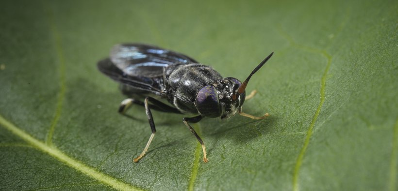 First insect genetic selection program yields incredible results