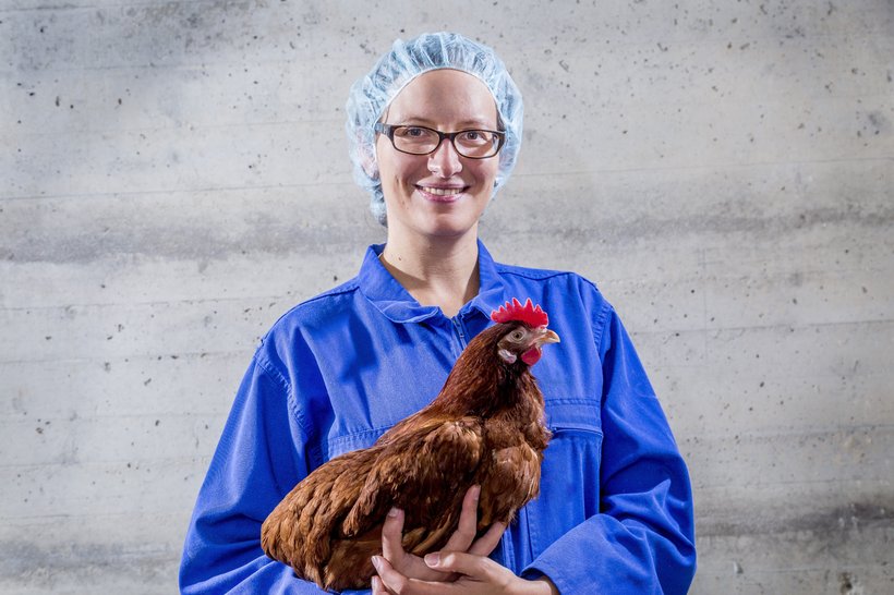 Want to study stress in laying hens?