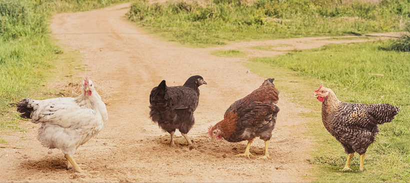 Les poulets SASSO offrent une qualité de viande supérieure et des avantages nutritionnels et économiques pour ses clients