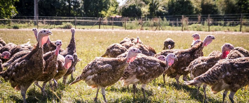 Assurer l'avenir de la Rouge des Ardennes grâce à une transmission responsable