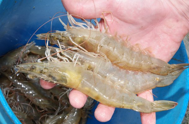 Shrimp in hand