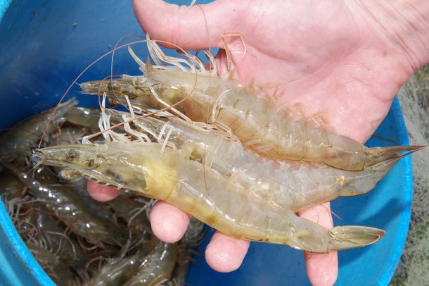 Shrimp in hand