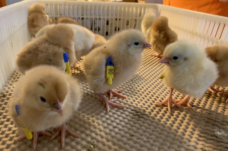 Improving the genetic performance of the chickens in Africa