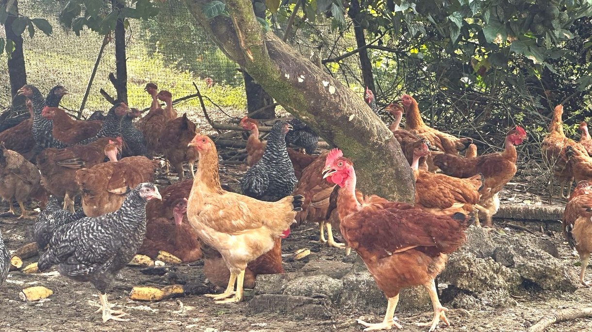 SASSO Chickens Finca la chola