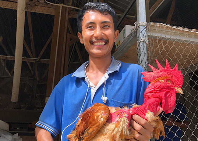 Rooster management: Everything you need for a good mix between males and females