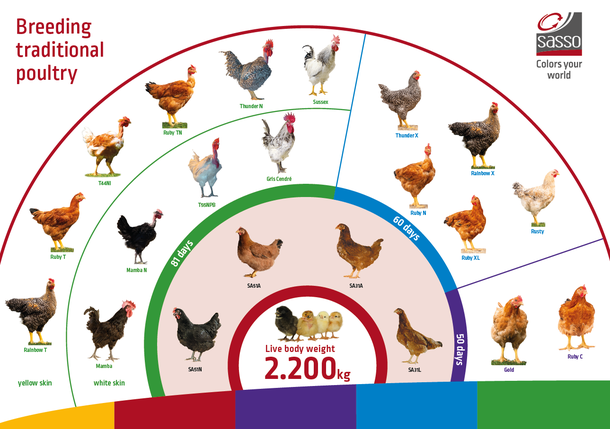 Sasso Traditional Poultry Product Portfolio.png