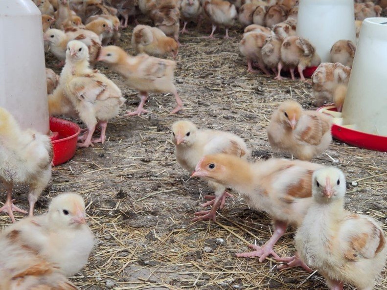Poultry provides smallholder farmers with a pathway out of poverty