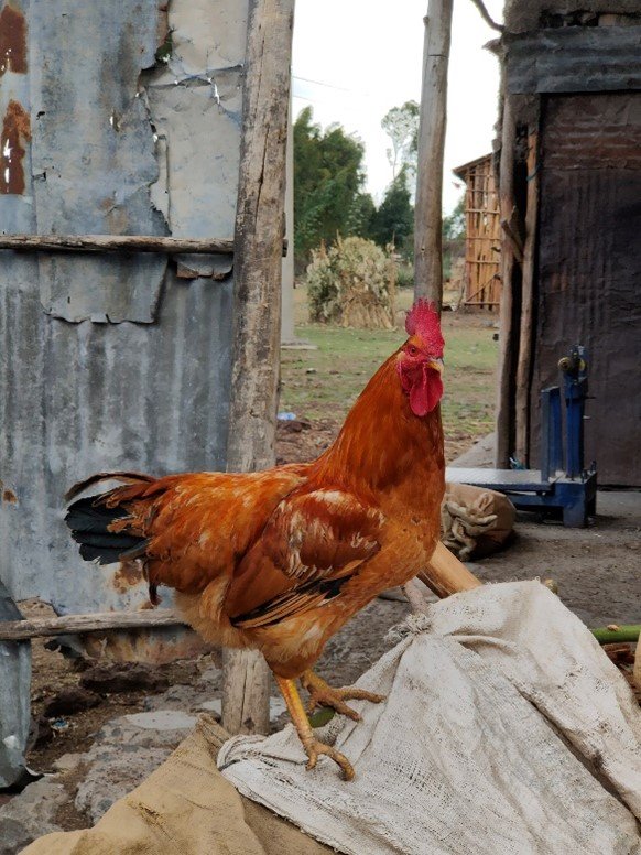 Sasso male chicken at smallholder farm