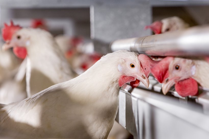 Controlling costs through the use of alternative ingredients in poultry diets