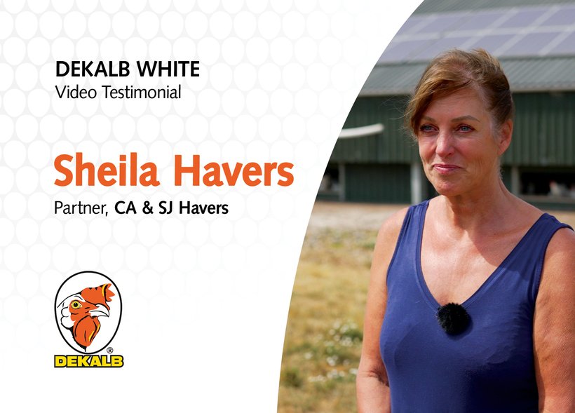 Dekalb White birds restored my faith in being a poultry farmer!