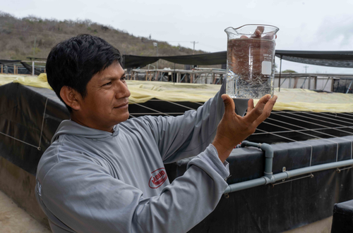 Shrimp_breeding_Ecuador.original.png