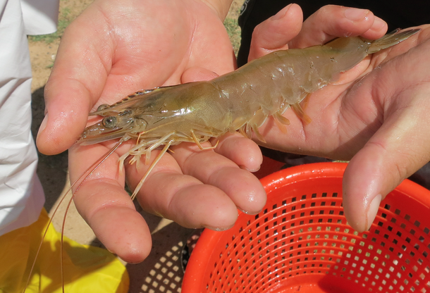 Shrimp hand