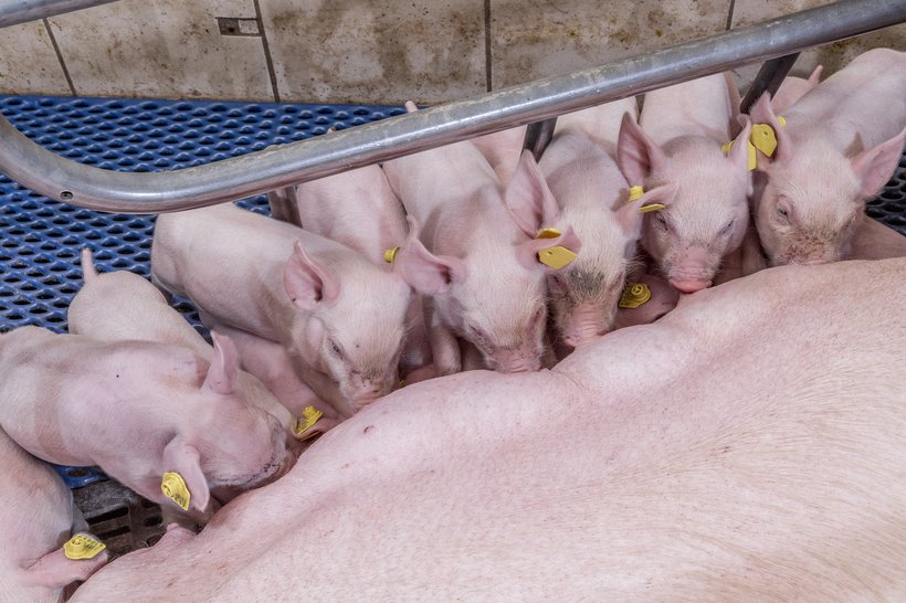 Strategies in Breeding: Balancing Litter Size with Preweaning Survival