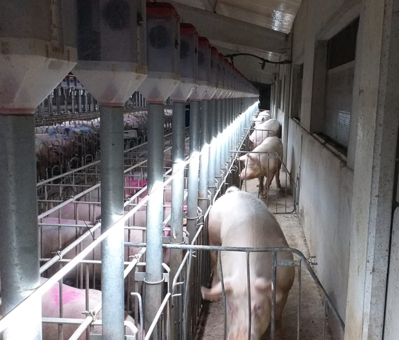 Sows-for-Insemination