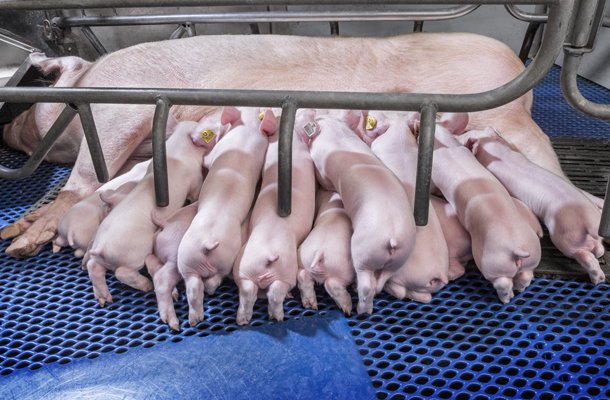 Swine Industry Takes Dead Aim at Sow Mortality