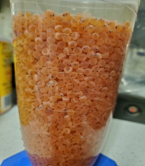 fertilized fish eggs for sale