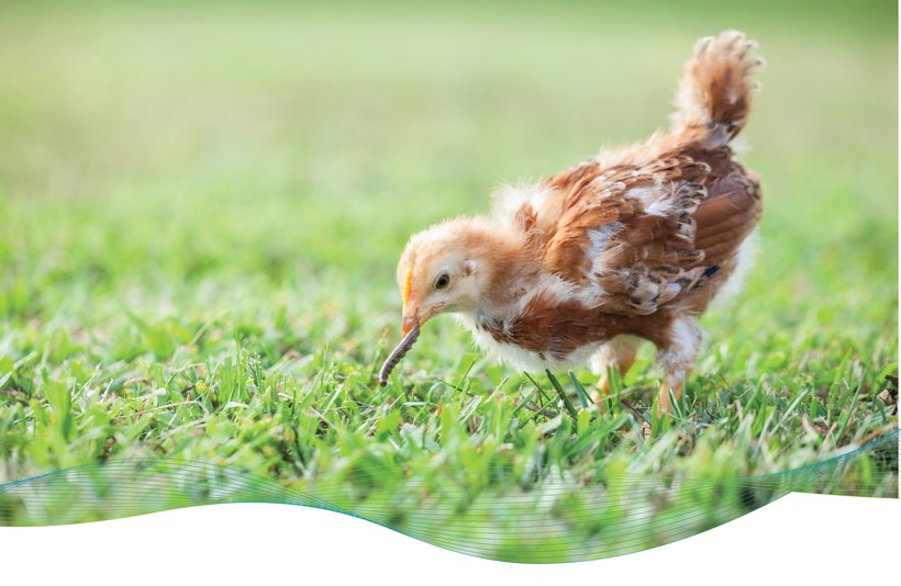 Europe: allowing insect protein in chicken feed