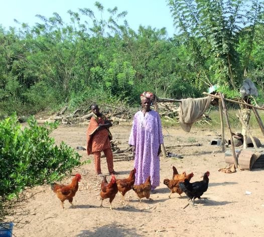 Sustainable African Chicken