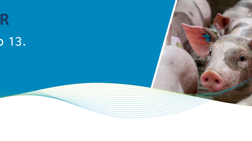 Swine at EuroTier