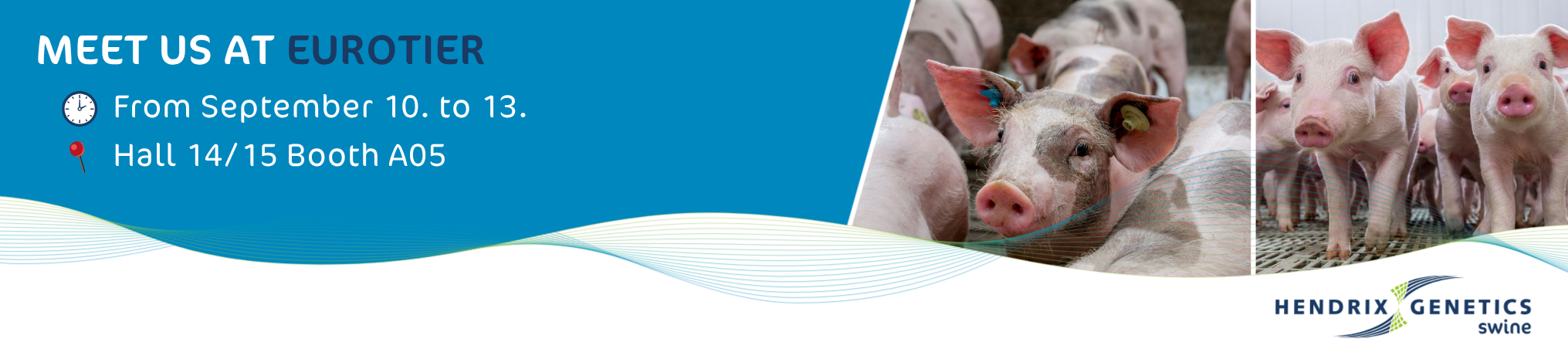 Swine at EuroTier