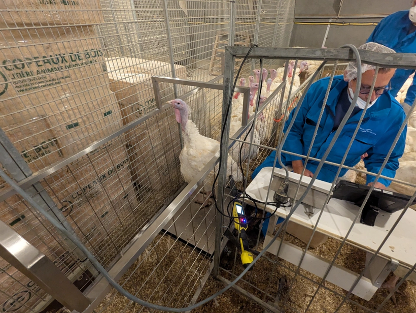 Transforming Pedigree Barns with Advanced Weighing Technology