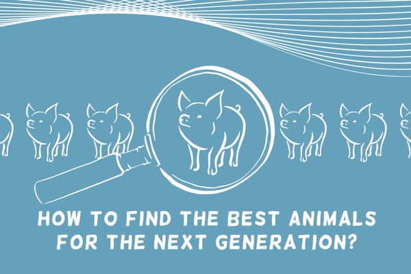 How to find the best animals for the next generation