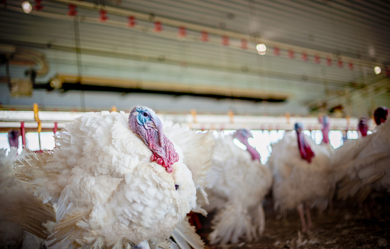 Researchers uncover new turkey genome sequence