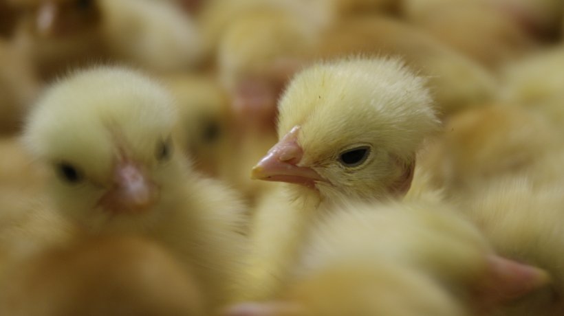 Starting of chicks: reception and litter