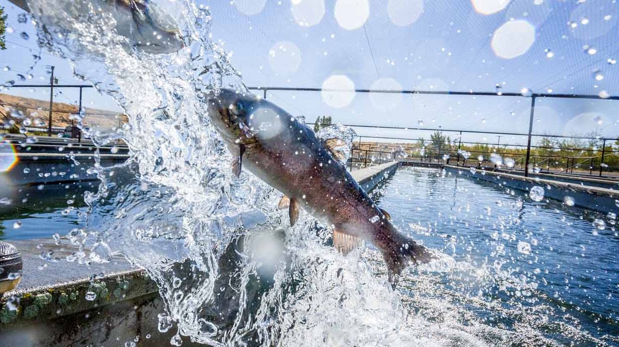 Jumping trout