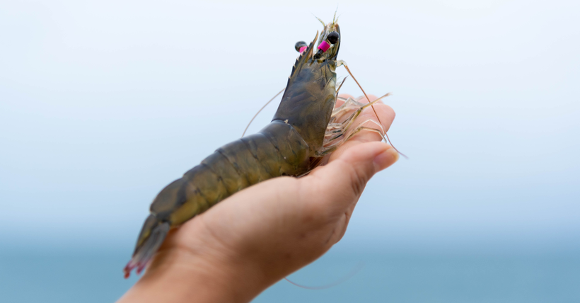 Understanding and Managing EHP in Shrimp