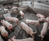 Wean to Finish Boar