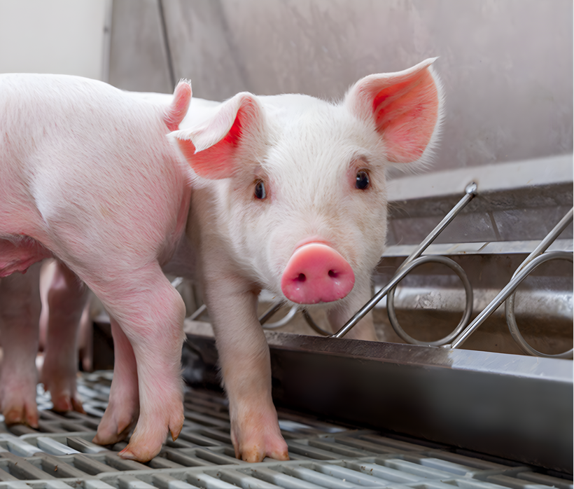 Achieve outstanding wean-to-finish results in your herd