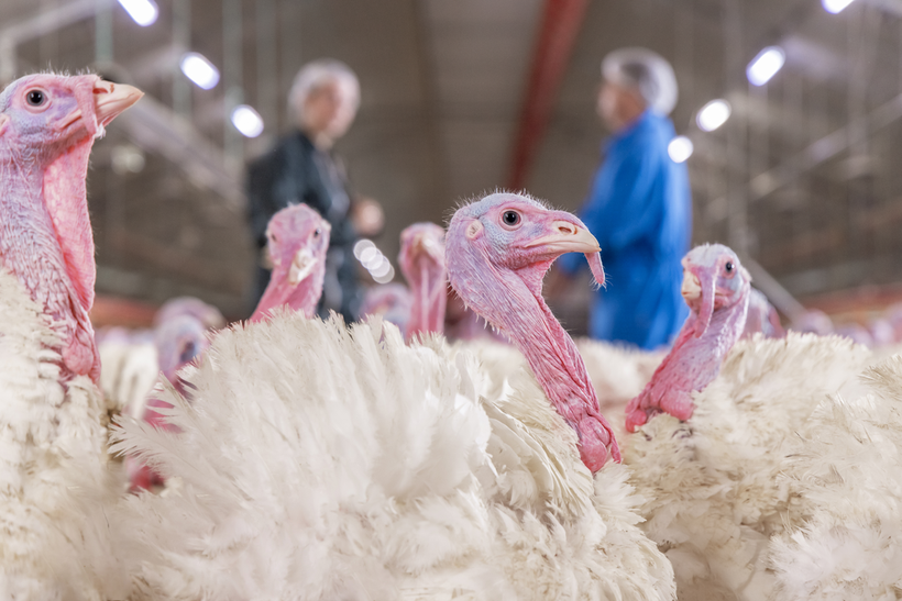 Turning Data into Performance: How Analytics Drive Turkey Genetic Progress